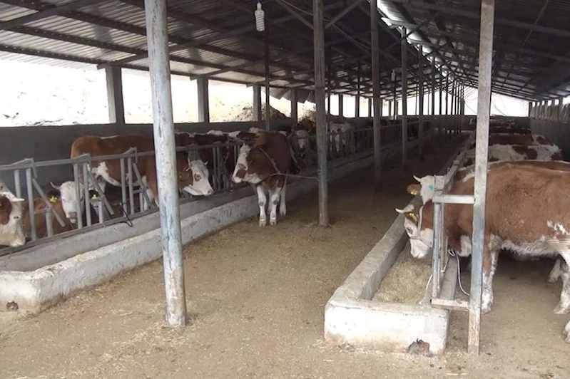 Bakan Yumaklı: Sütçü ırka göre daha fazla ve kaliteli et üreten hayvanlar elde edeceğiz