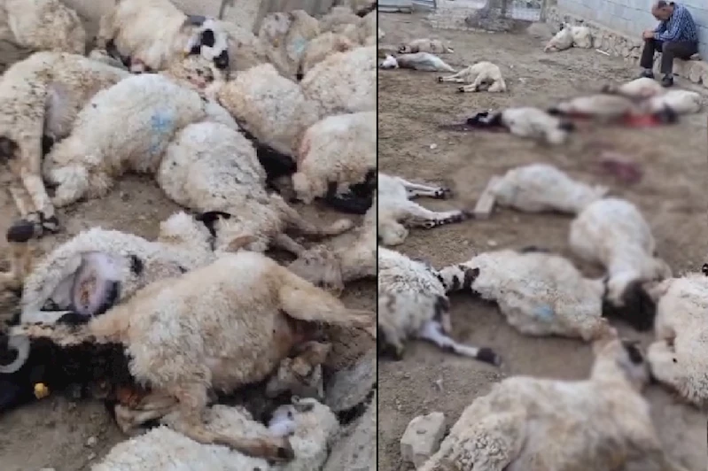 Aç kalan kurtların girdiği ahırda 111 koyunu telef oldu