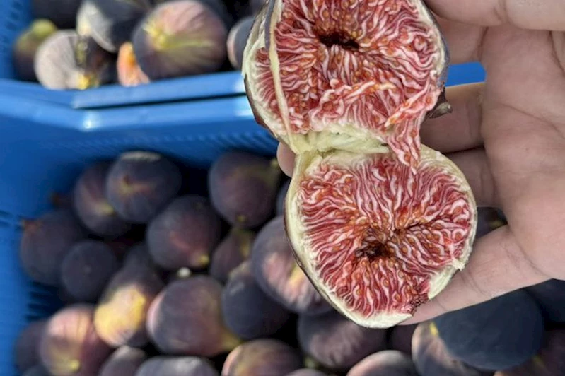 Bursa Siyah İnciri’nde ihracat krizi