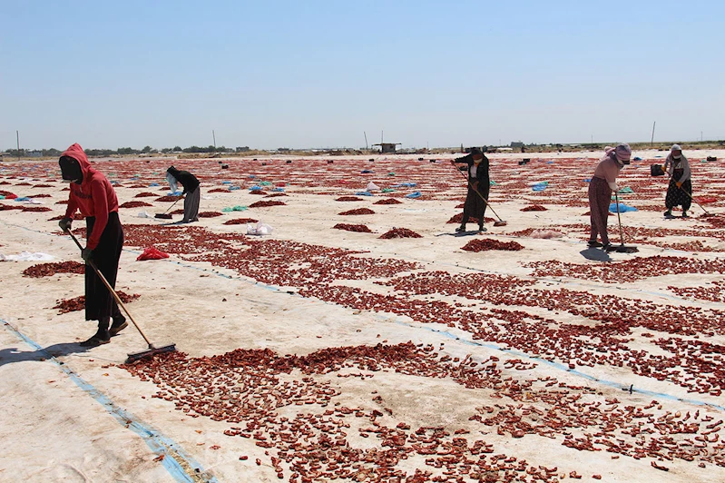 Tarım işçilerinin zorlu mücadelesi