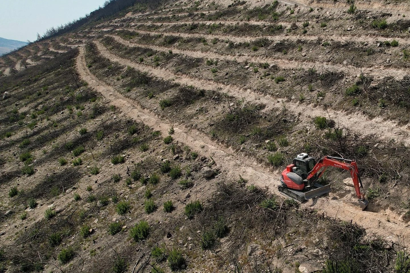 İzmir Foça yeniden yeşermeye hazırlanıyor