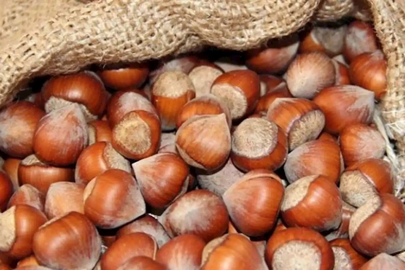 Fındık alım fiyatları belirlendi