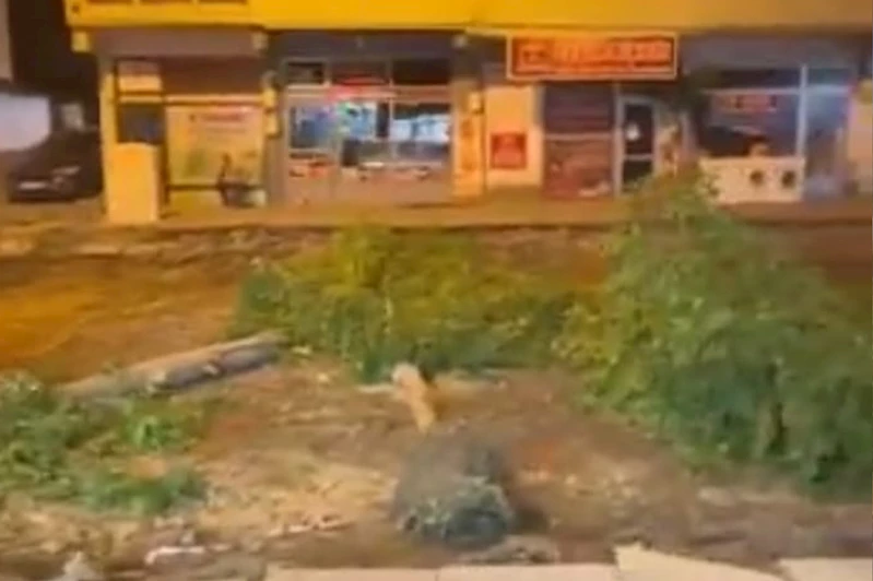 Bingöl’de sessiz ağaç kesimi: Vatandaş tepkili