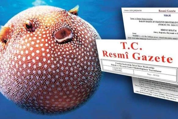 Balon balığı avcılığına yeni destek... Ödemeler artıyor!