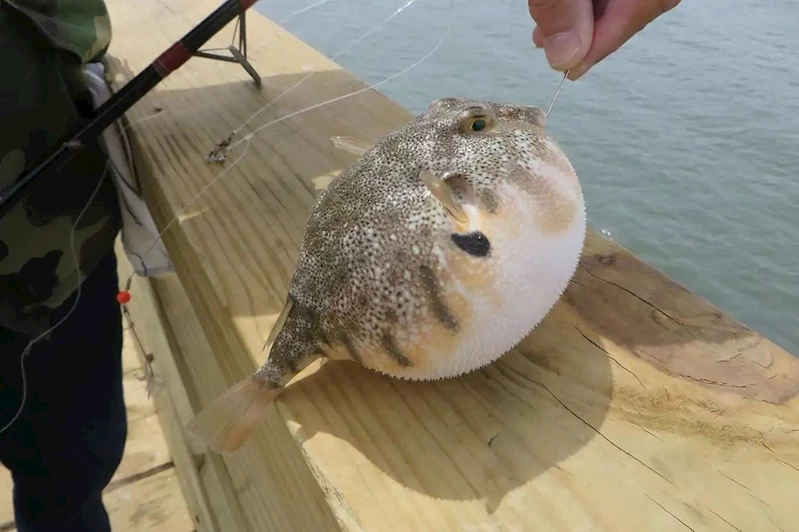 Balon balığı avlayanlara destek artırıldı