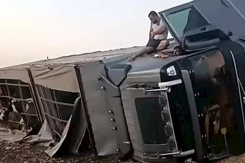 Şanlıurfa’da hayvan yüklü tır devrildi