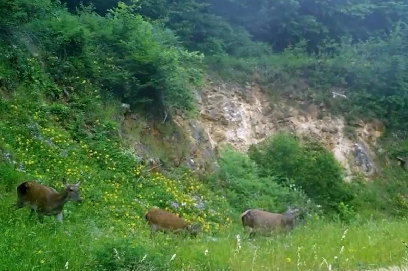 Bursa ormanlarında üç kızılgeyik foto kapanla görüntülendi