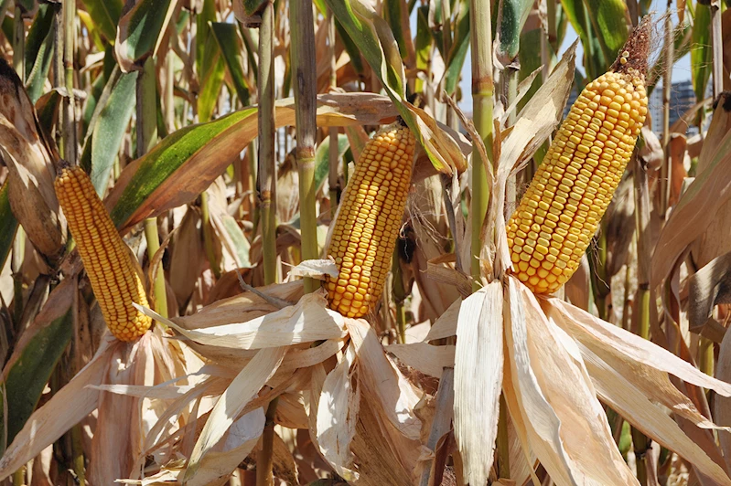 Batman mısır hasadına hazırlanıyor