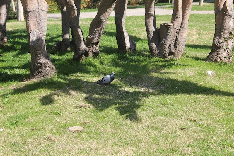 Son 55 yılın en sıcak temmuz ayı yaşandı