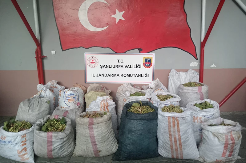 Şanlıurfa’da Antep fıstığı hırsızlığı operasyonu