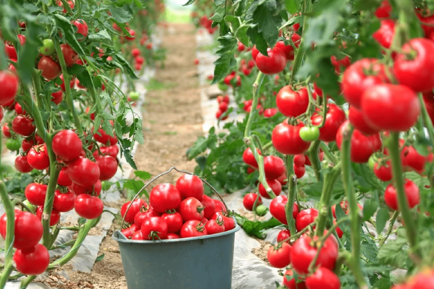 Karacabey’de tarımsal üretimle maliyet avantajı hedeflendi