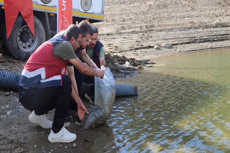 Bingöl’de barajlara 1 milyon 470 bin sazan yavrusu bırakıldı