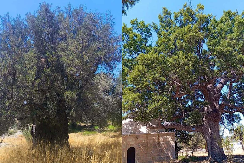 Mersin’de asırlık ağaçların durumu masaya yatırıldı