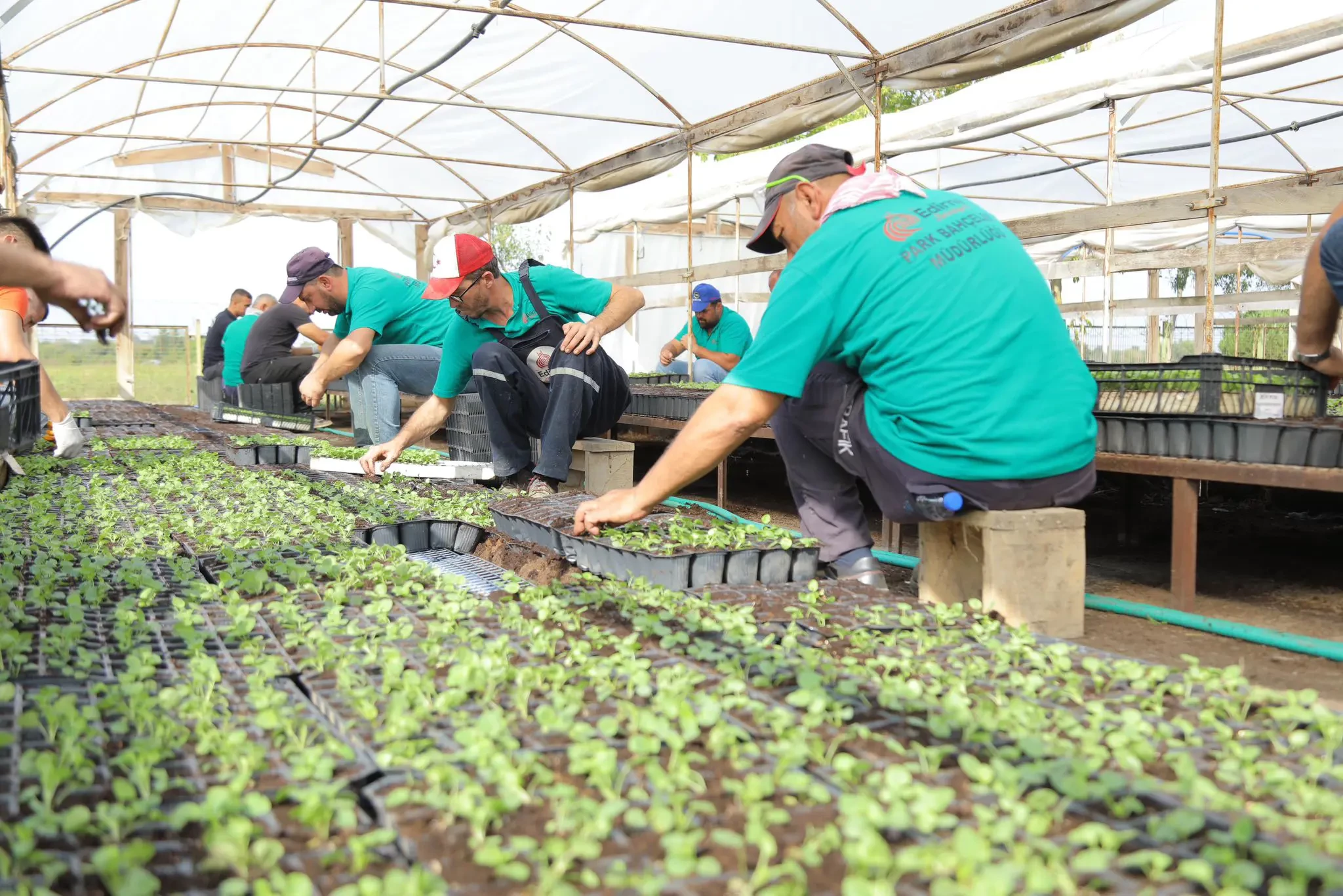 Edirne Belediyesi’nden Şehre Renk Katacak 360 Bin Hercai Menekşe