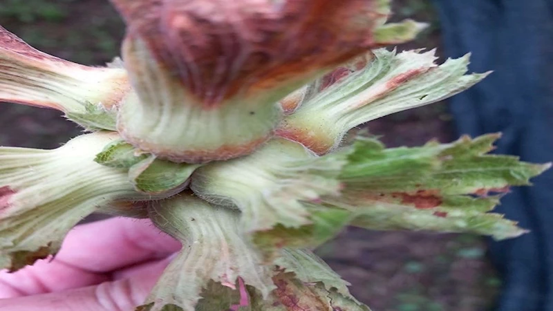 Zirai Don Hasar Ödemeleri Başlıyor