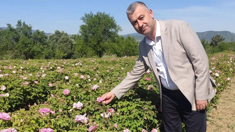 Gül üreticisinin meraklı bekleyişi sona erdi