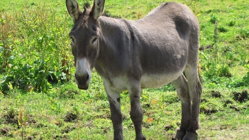 TÜİK verilerine göre Adıyaman’da 626 eşek yaşıyor 