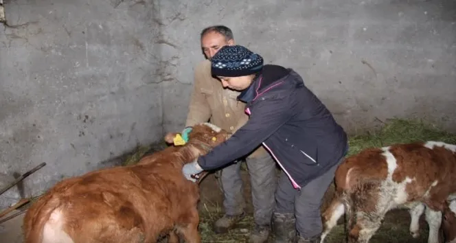 Erzurum’da Hayvan Pazarı Yeniden Açıldı; Aşılama İşlemleri Tamamlandı