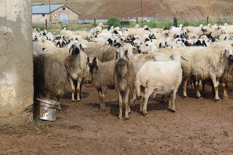 TİGEM 3 bin 200 küçükbaş hayvanı ihaleyle satışa çıkarıyor