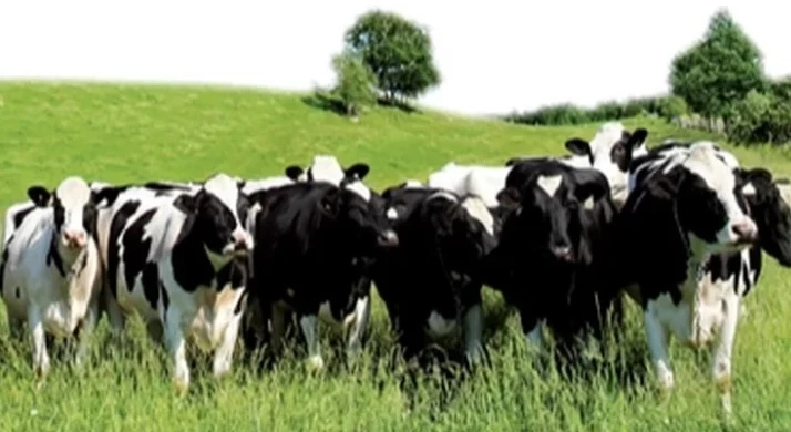 Edirne’de Hayvan Hareketlerine Aşı Kısıtlaması Getirildi