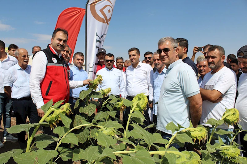 Yağlık ayçiçeği tarlasında 