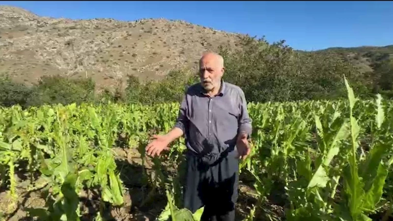 Uzunköy’de Tütün Üreticileri Rüzgâr Felaketiyle Zor Durumda  - Videolu Haber