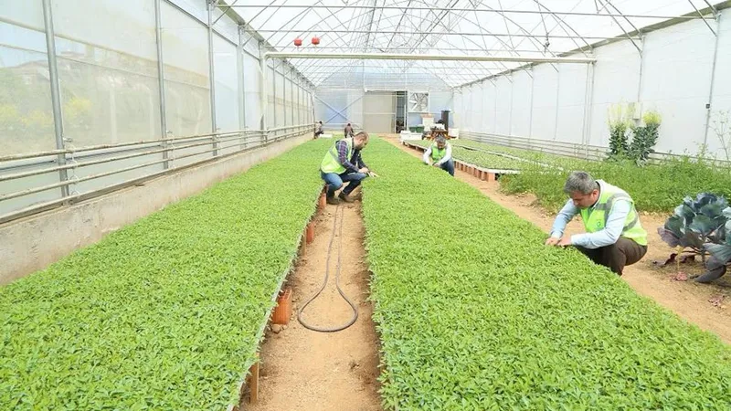 Ordu Büyükşehir desteklerle teşvik etti, vatandaş kendi sebzesini üretti