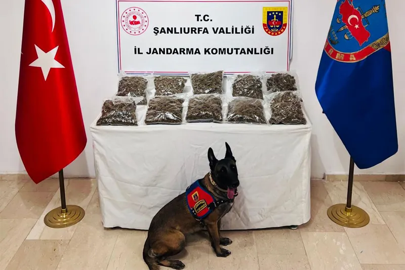 Şanlıurfa’da 7 kilogram skunk ele geçirildi