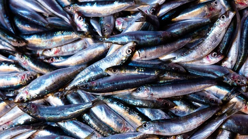 Karadeniz’de hamsi bereketi: Ordulu balıkçılar limana dolu ağlarla döndü