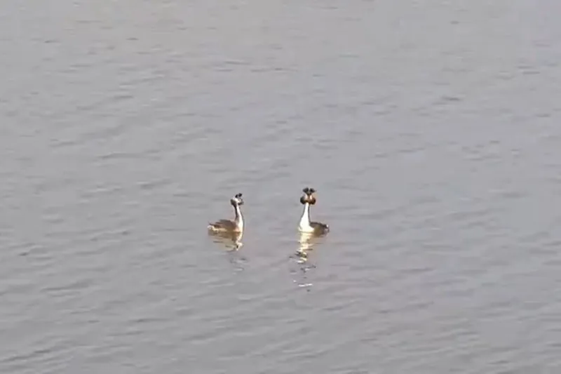 Doğanın zarif kuşu Bahri (Podiceps cristatus) objektiflere yansıdı