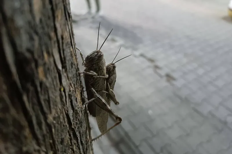 Yavrusunu sırtında taşıyan çekirge şaşkınlıkla izlendi