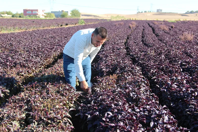 Bir çiftçinin hayali: Batman