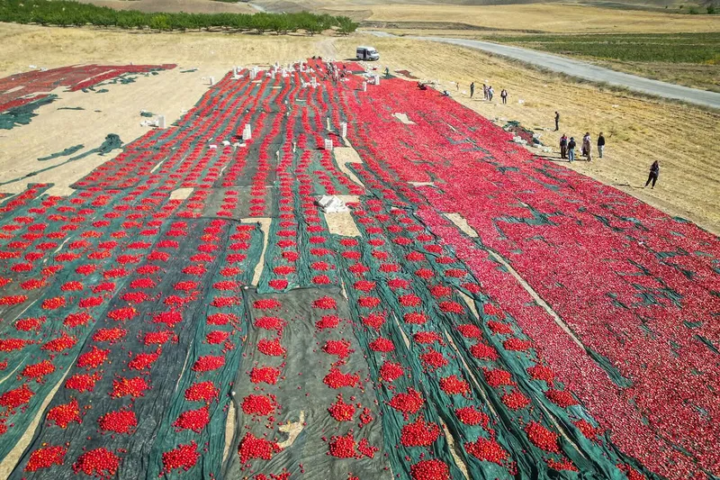 Donun vurduğu kayısı diyarında kurutmalık domates üretimi yüz güldürüyor