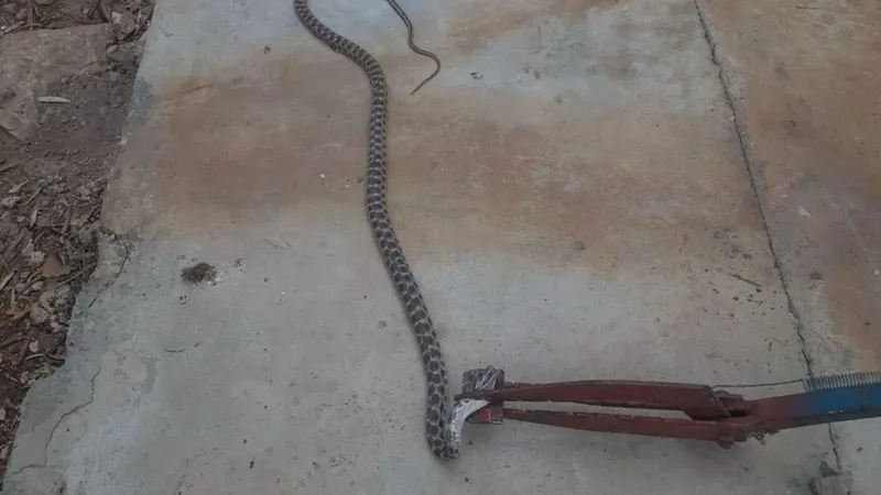 Besni’de, evin ambar bölümüne giren yılan doğaya salındı