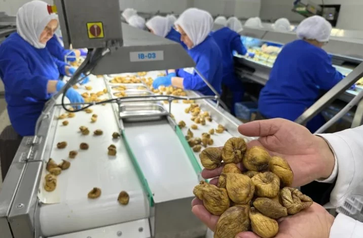 İhracatta Rekor: Kuru İncir 350 Milyon Doları Aştı