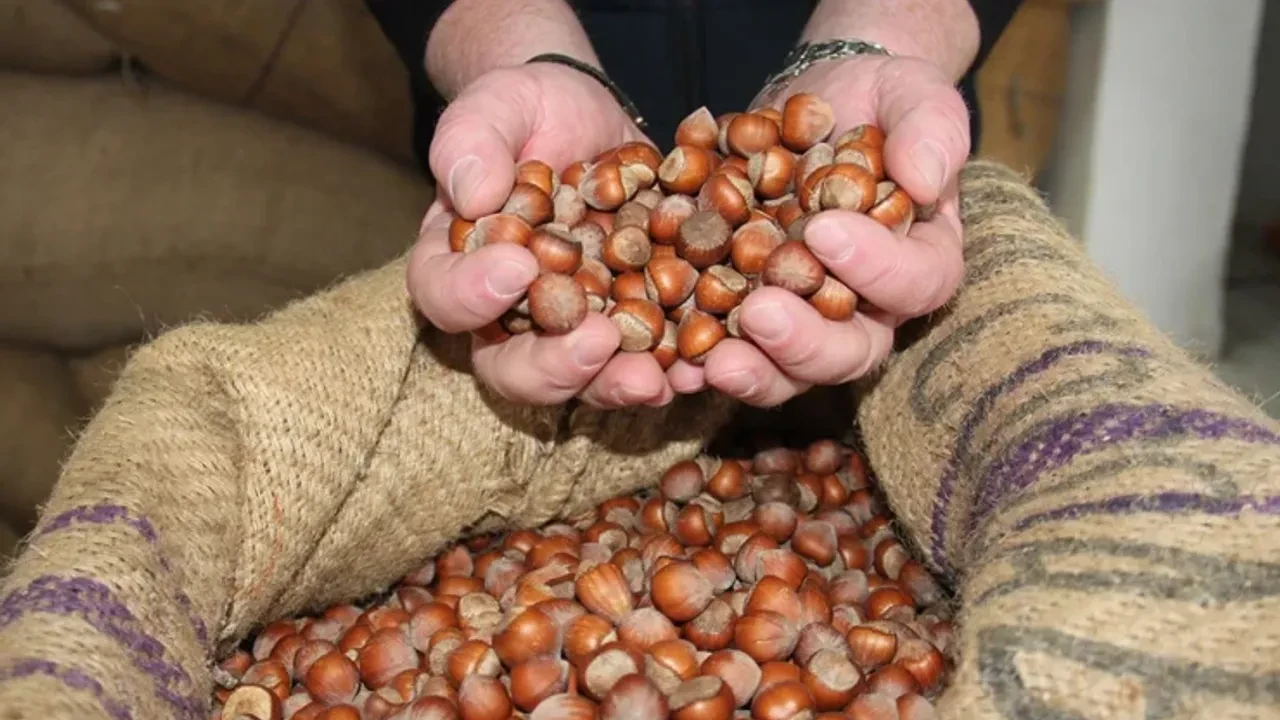 Giresun kalite fındık bugün 270 TL