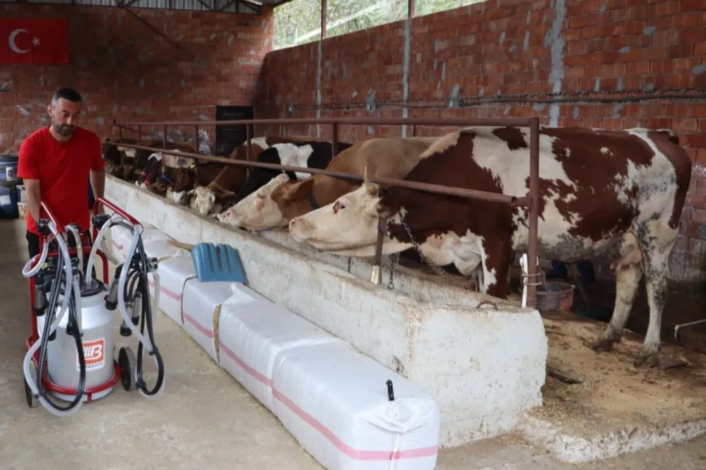 Ordu’da sütün değeri artıyor üreticinin yüzü gülüyor