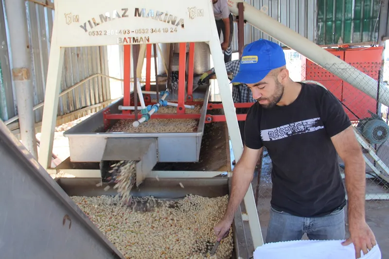 Fıstık değirmeni umutla dönüyor, ancak maliyetler çiftçiyi zorluyor