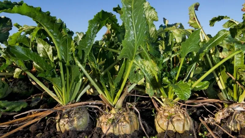 Tarım ve Orman Bakanlığı, şeker pancarı alım fiyatını açıkladı  