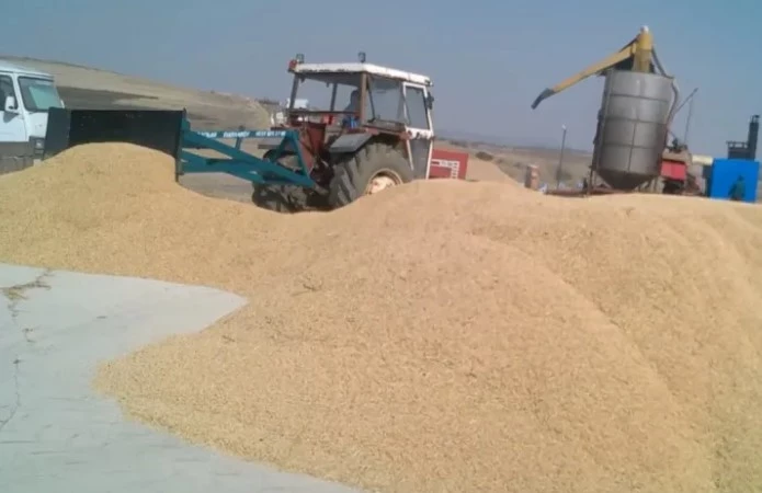 Çeltik fiyatı açıklandı: 1 kg 41,80 TL