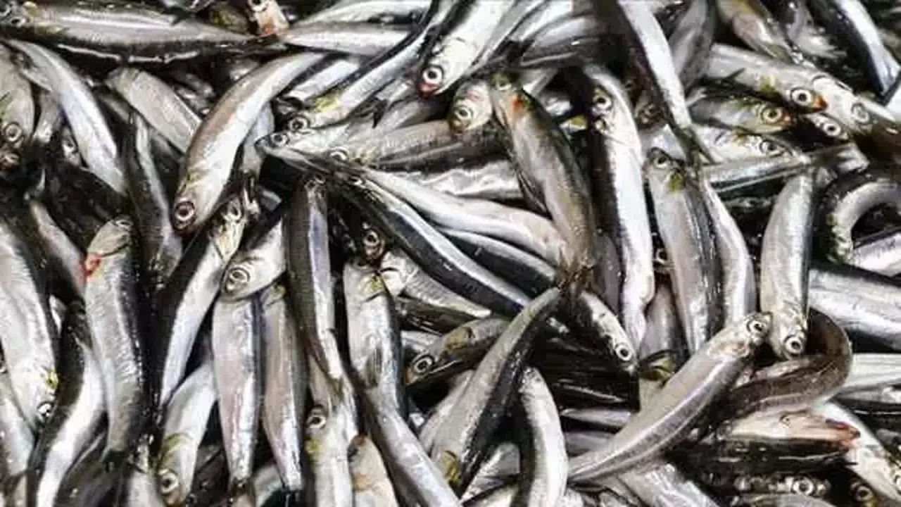 Av yasağı sona erdi, tezgahlar balıkla şenlendi